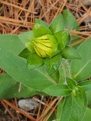 Silphium gracile