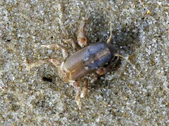 Euceramus praelongus