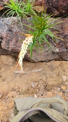 Dracophyllum secundum