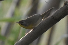 Geothlypis trichas
