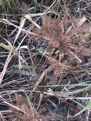 Cyperus erythrorhizos