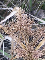 Cyperus erythrorhizos