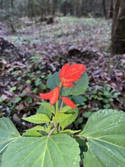 Salvia splendens