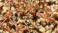 Euphorbia setiloba