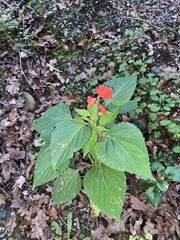 Salvia splendens