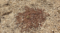 Euphorbia setiloba