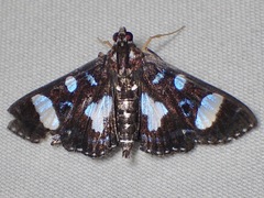 Glyphodes doleschalii