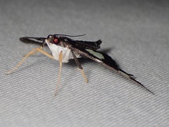 Glyphodes doleschalii