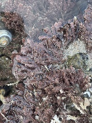 Corallina officinalis