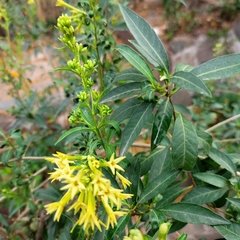 Cestrum parqui