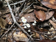 Strobilurus conigenoides