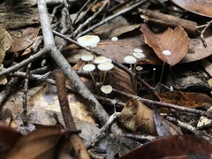 Strobilurus conigenoides