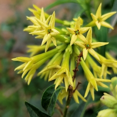 Cestrum parqui