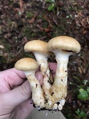 Cortinarius superbus