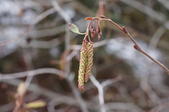 Alnus incana