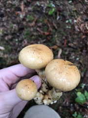 Cortinarius superbus