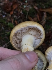 Cortinarius superbus