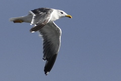 Larus fuscus