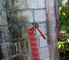 Lathrecista asiatica