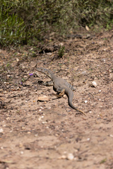 Varanus gouldii