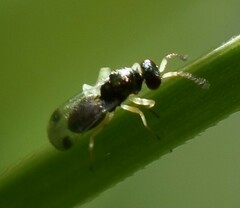 Pteromalidae