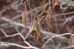 Alnus incana
