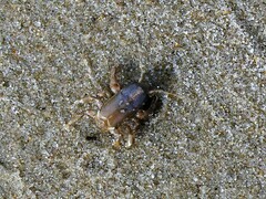 Euceramus praelongus