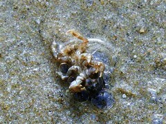 Euceramus praelongus