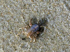 Euceramus praelongus