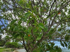 Cordia subcordata