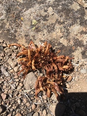 Aphyllon corymbosum
