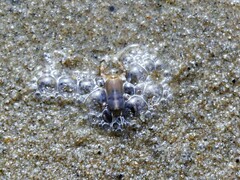 Euceramus praelongus