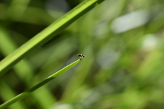 Pteromalidae