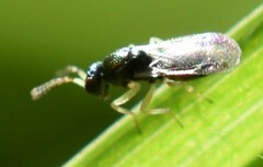 Pteromalidae