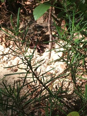 Conradina verticillata