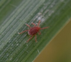 Balaustium