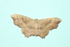Idaea emarginata