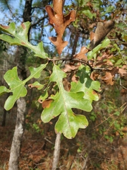 Quercus margaretiae