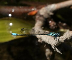 Enallagma divagans