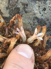 Aphyllon corymbosum