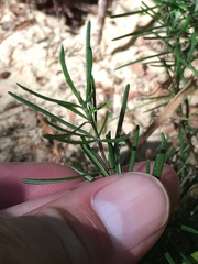 Conradina verticillata