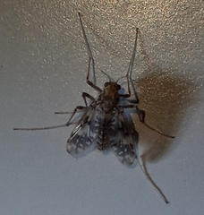 Psectrotanypus dyari