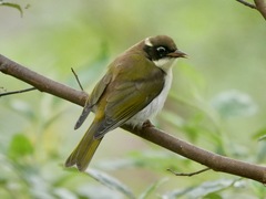 Melithreptus chloropsis