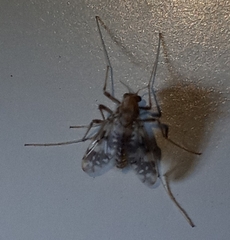 Psectrotanypus dyari