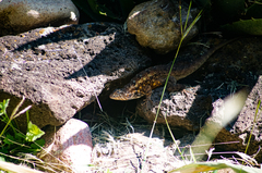 Sceloporus spinosus