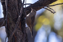 Climacteris picumnus