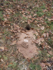 Poliocitellus franklinii