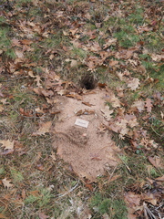 Poliocitellus franklinii