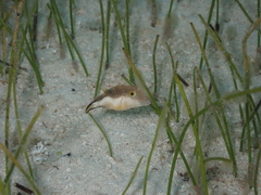 Canthigaster rostrata