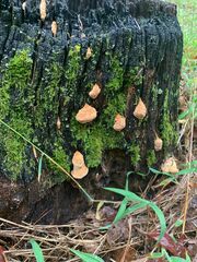 Aurantiporus croceus